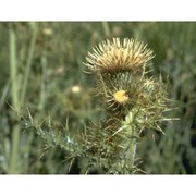 cirsium bertolonii spreng.