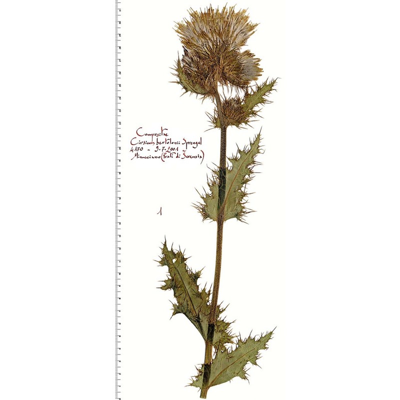 cirsium bertolonii spreng.