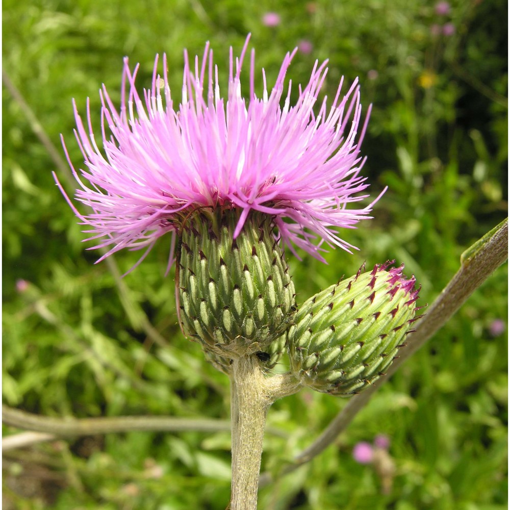 cirsium canum (l.) all.