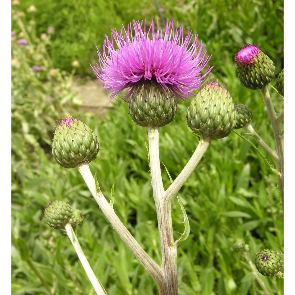 cirsium canum (l.) all.