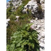 cirsium carniolicum scop.