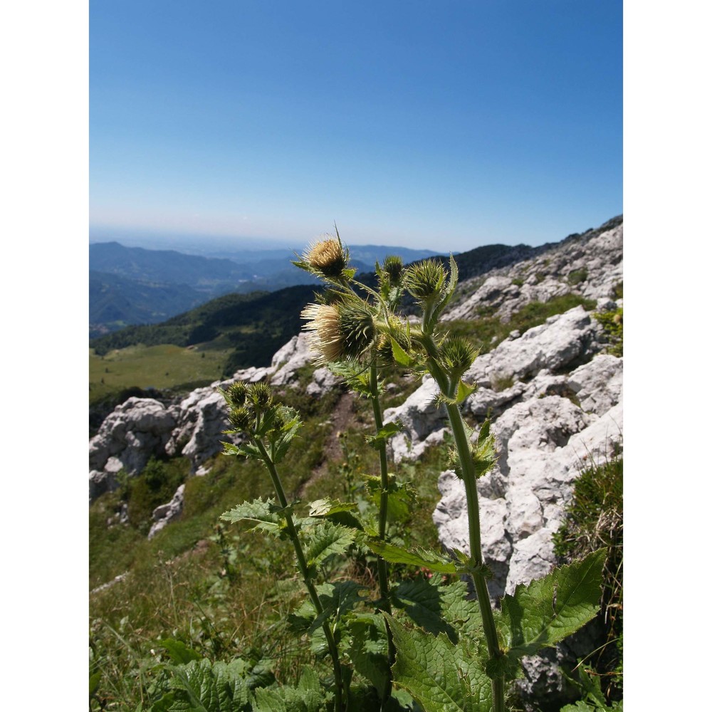 cirsium carniolicum scop.