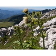 cirsium carniolicum scop.