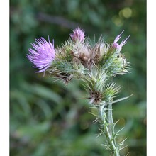 cirsium creticum (lam.) d'urv.