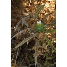 cirsium echinatum (desf.) dc.