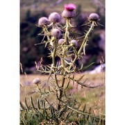 cirsium eriophorum (l.) scop.