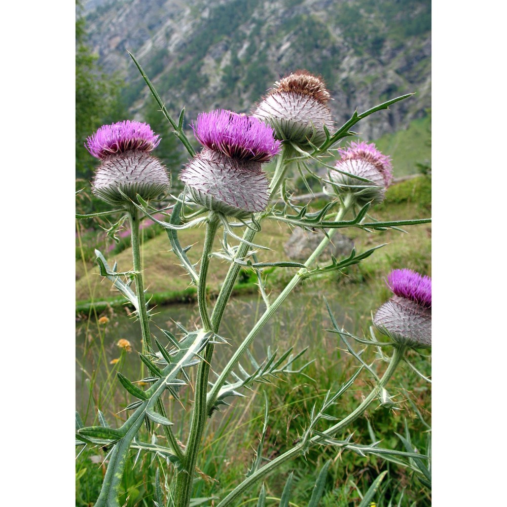 cirsium eriophorum (l.) scop.