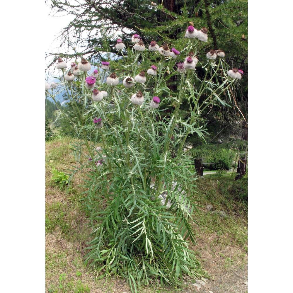 cirsium eriophorum (l.) scop.