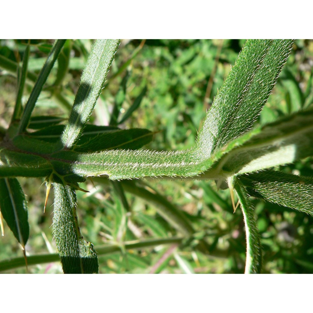 cirsium eriophorum (l.) scop.