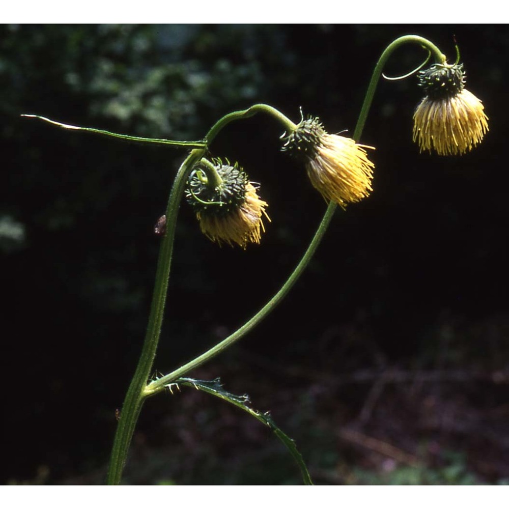 cirsium erisithales (jacq.) scop.