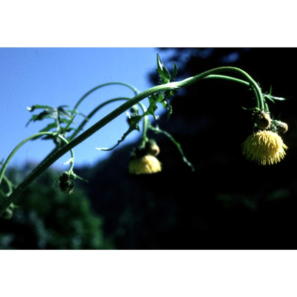 cirsium erisithales (jacq.) scop.