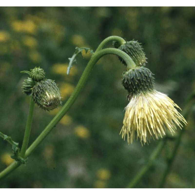 cirsium erisithales (jacq.) scop.