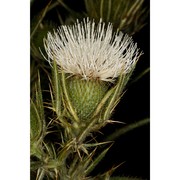 cirsium ferox (l.) dc.