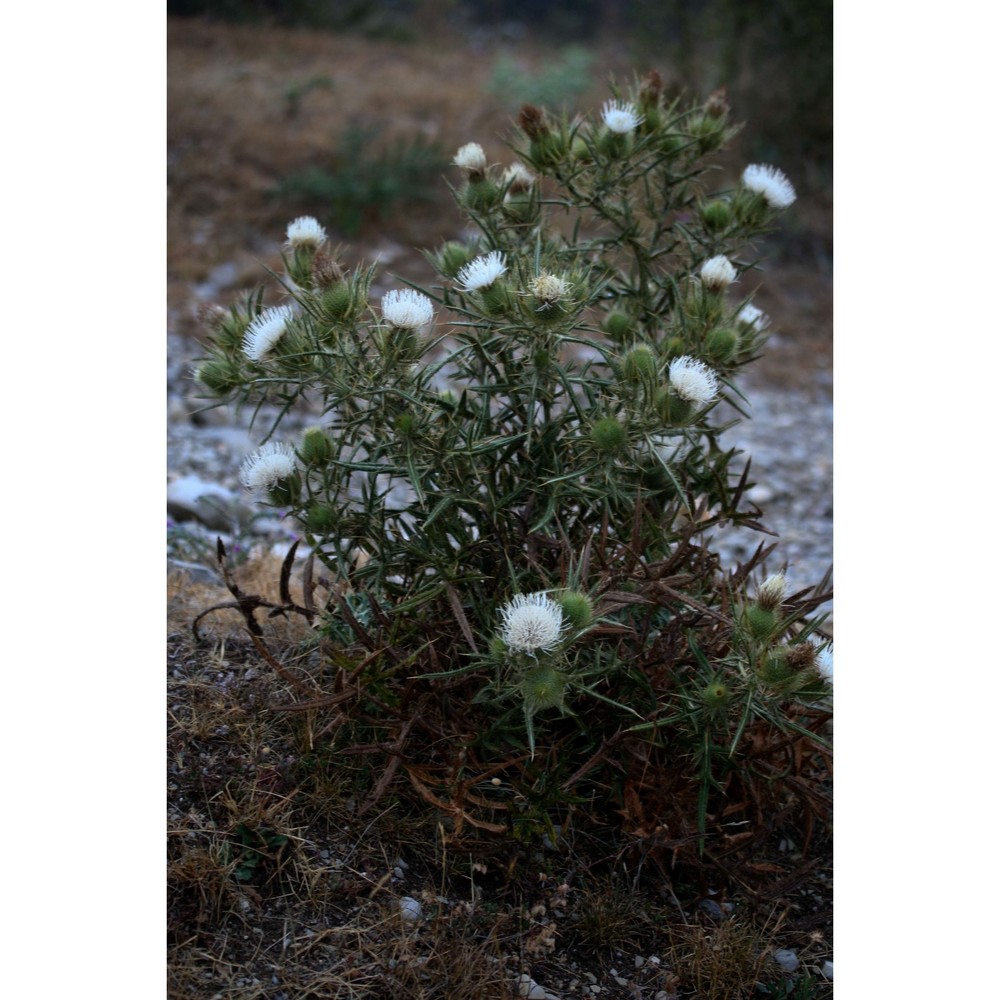 cirsium ferox (l.) dc.