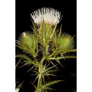 cirsium ferox (l.) dc.