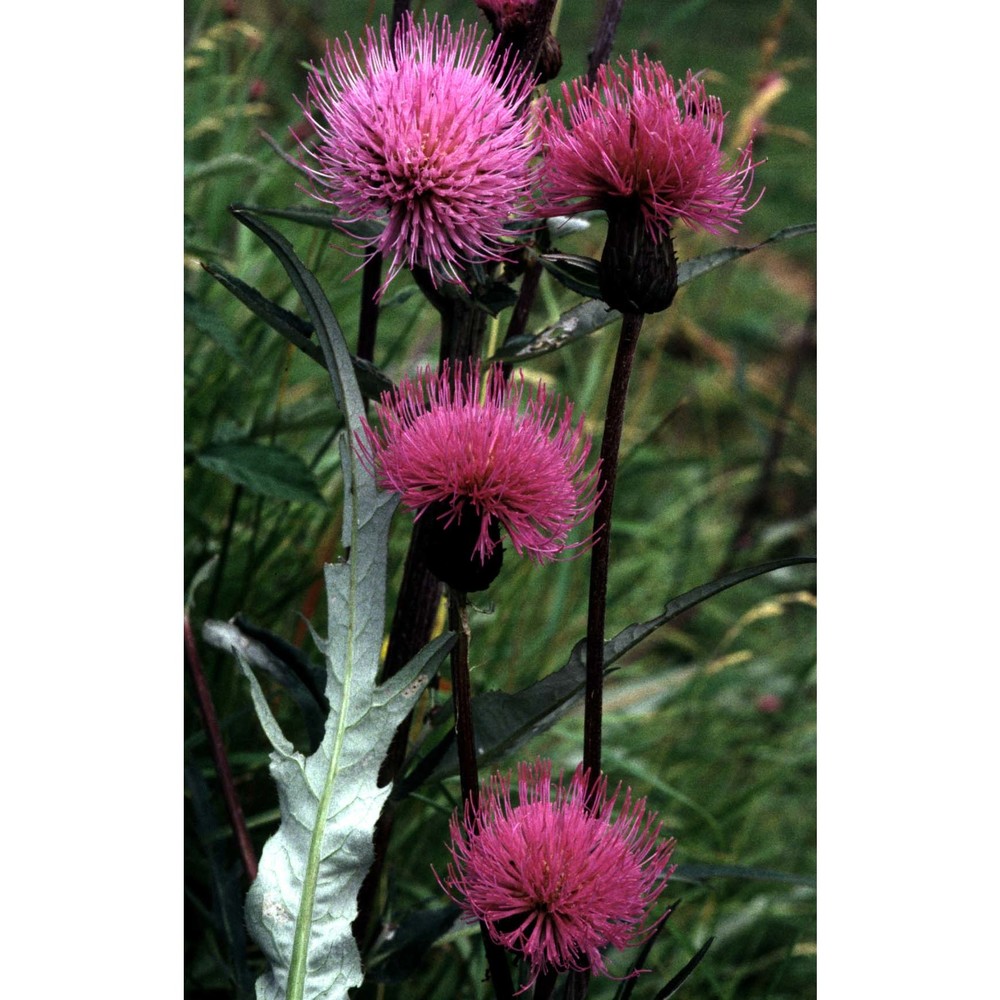 cirsium heterophyllum (l.) hill