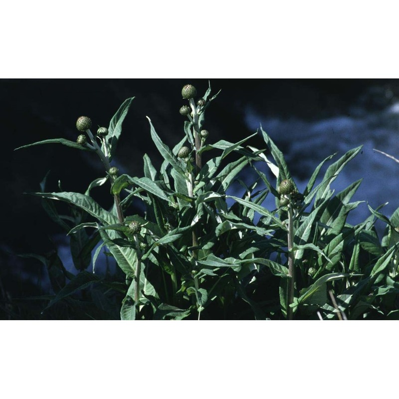 cirsium heterophyllum (l.) hill