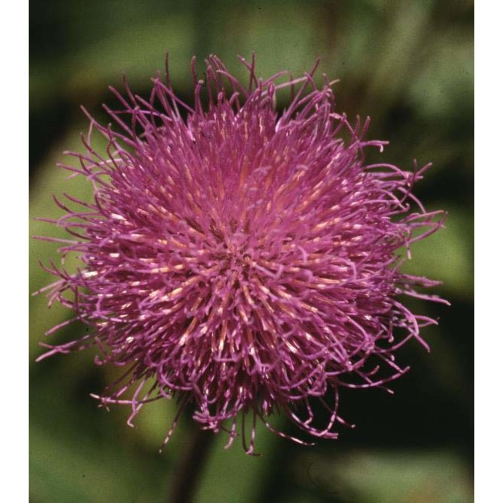 cirsium heterophyllum (l.) hill