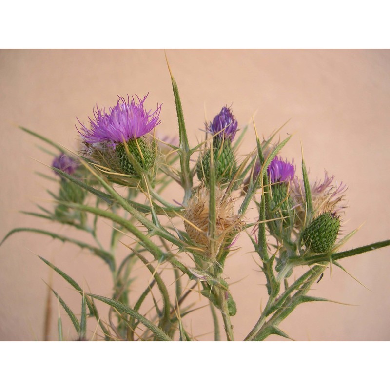 cirsium italicum dc.