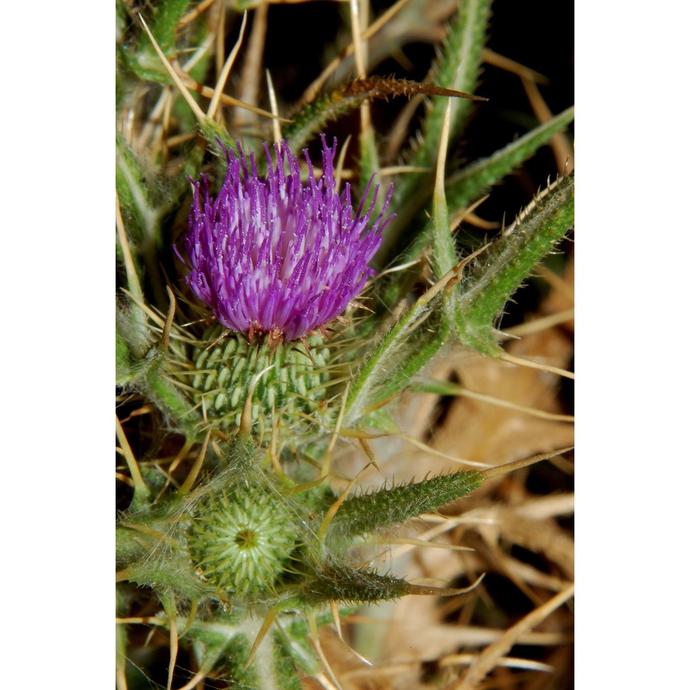 cirsium italicum dc.