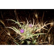 cirsium italicum dc.