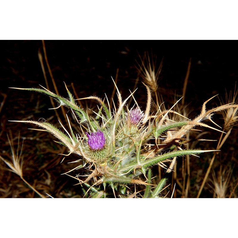 cirsium italicum dc.