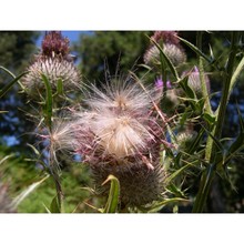 cirsium lacaitae petr.