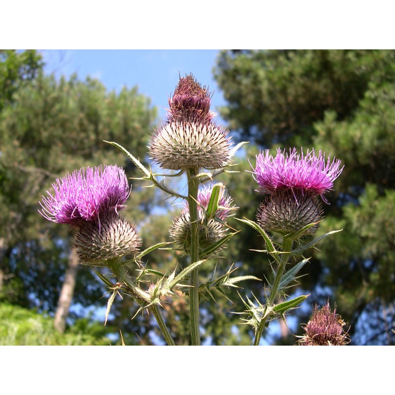 cirsium lacaitae petr.