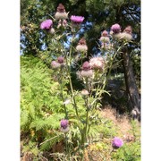 cirsium lacaitae petr.