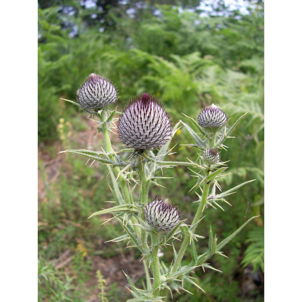 cirsium lacaitae petr.