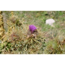 cirsium lobelii ten.