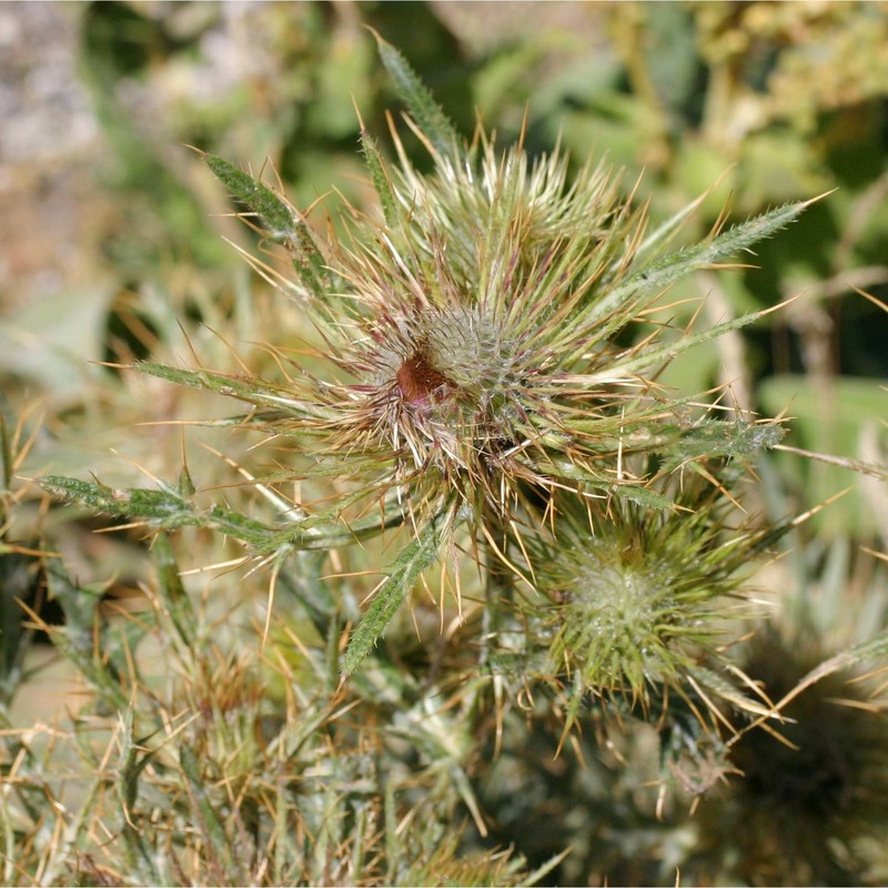 cirsium lobelii ten.