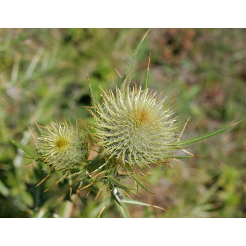 cirsium lobelii ten.