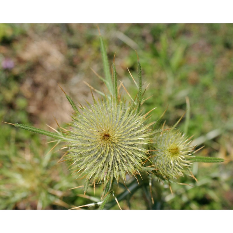 cirsium lobelii ten.