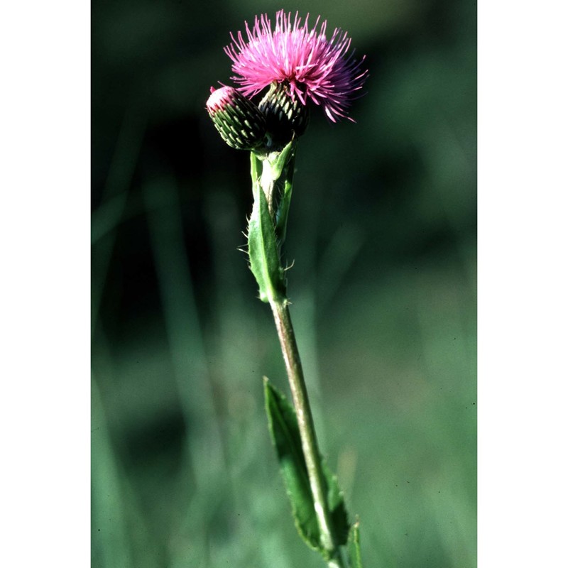 cirsium monspessulanum (l.) hill