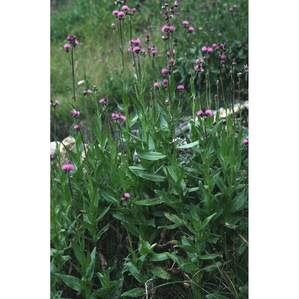 cirsium monspessulanum (l.) hill