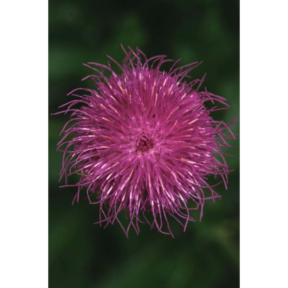 cirsium monspessulanum (l.) hill