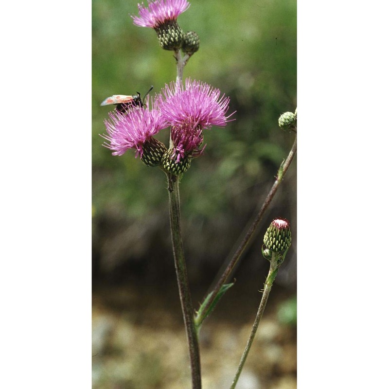 cirsium monspessulanum (l.) hill