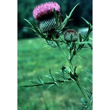 cirsium morisianum rchb. fil.