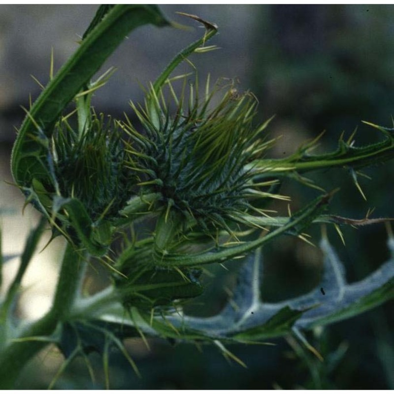 cirsium morisianum rchb. fil.