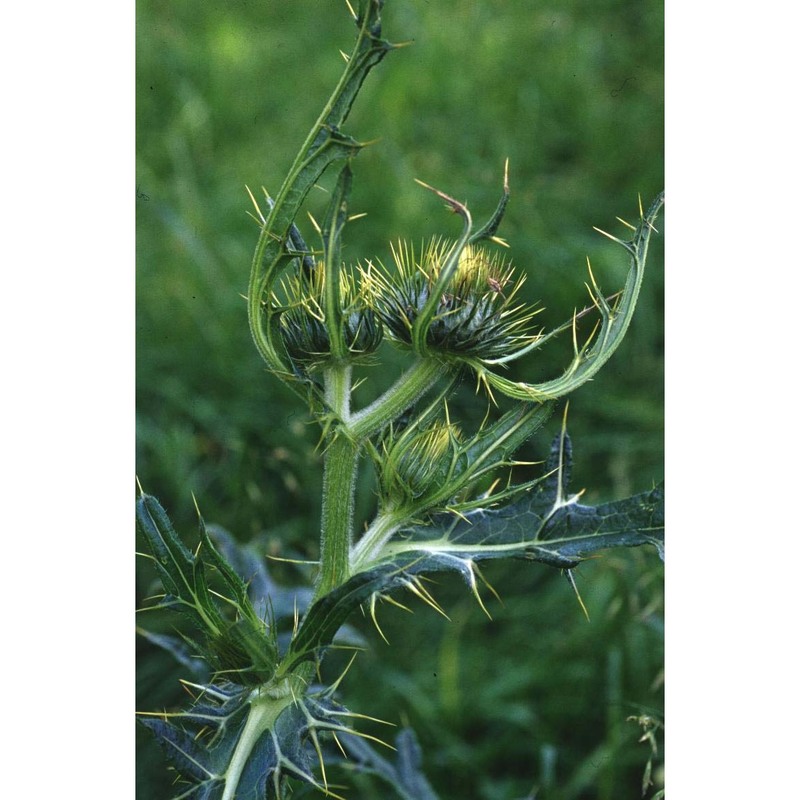 cirsium morisianum rchb. fil.