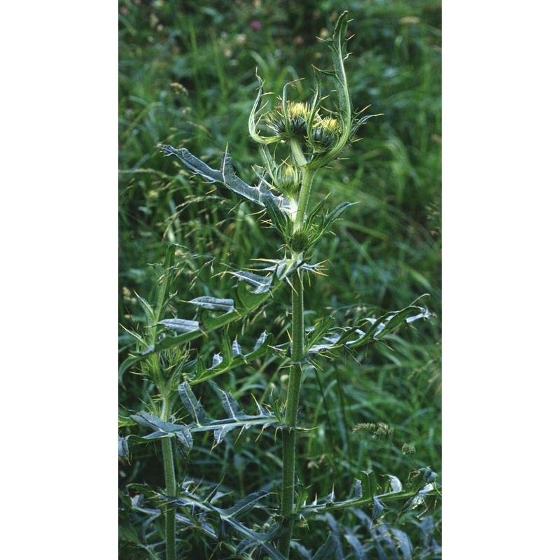 cirsium morisianum rchb. fil.