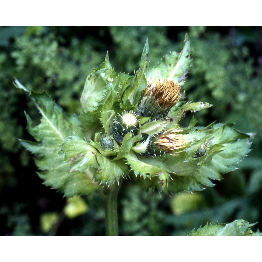 cirsium oleraceum (l.) scop.