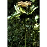 cirsium oleraceum (l.) scop.