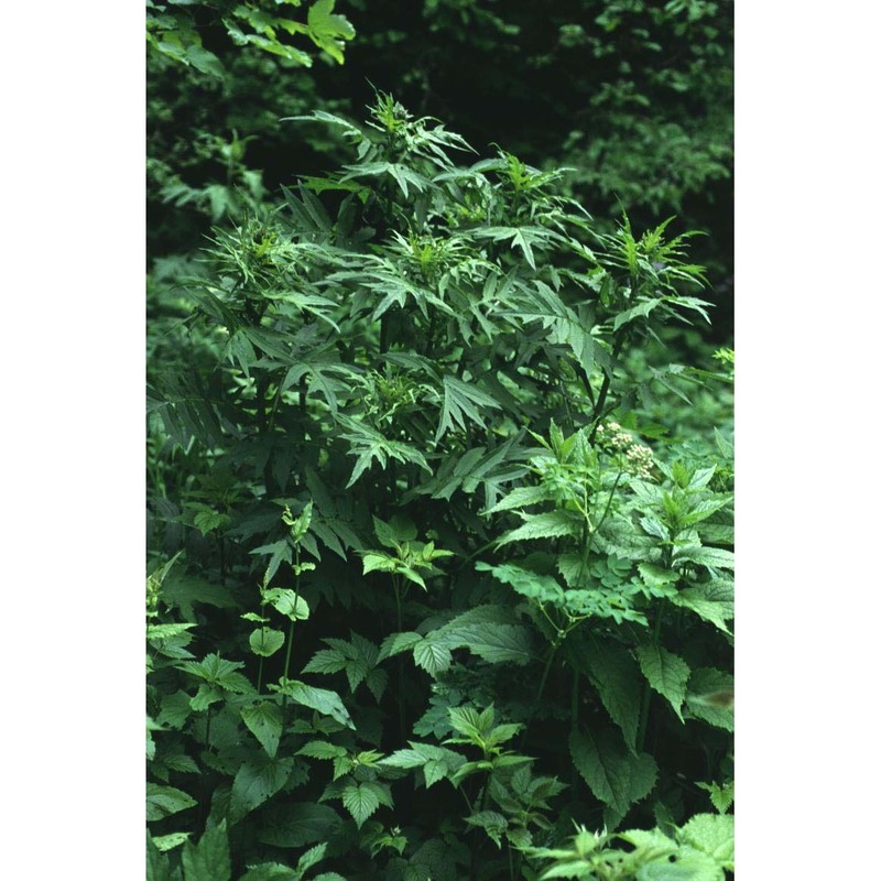 cirsium oleraceum (l.) scop.