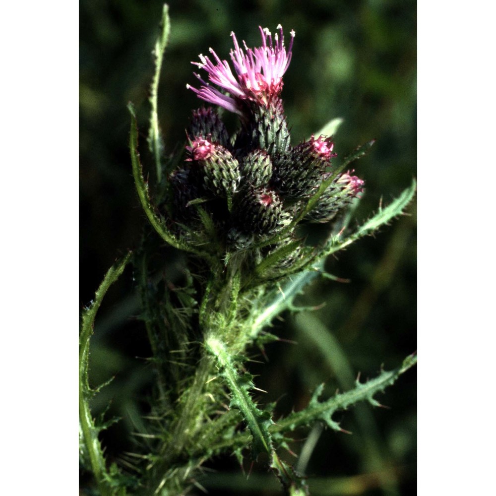 cirsium palustre (l.) scop.