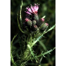 cirsium palustre (l.) scop.