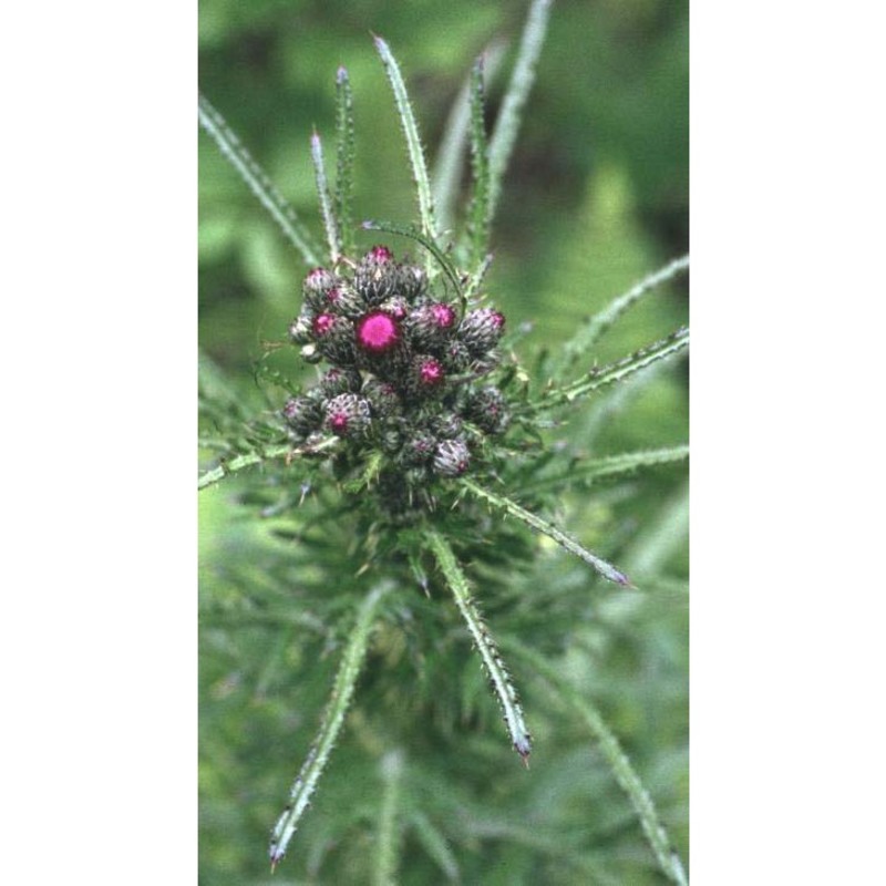 cirsium palustre (l.) scop.