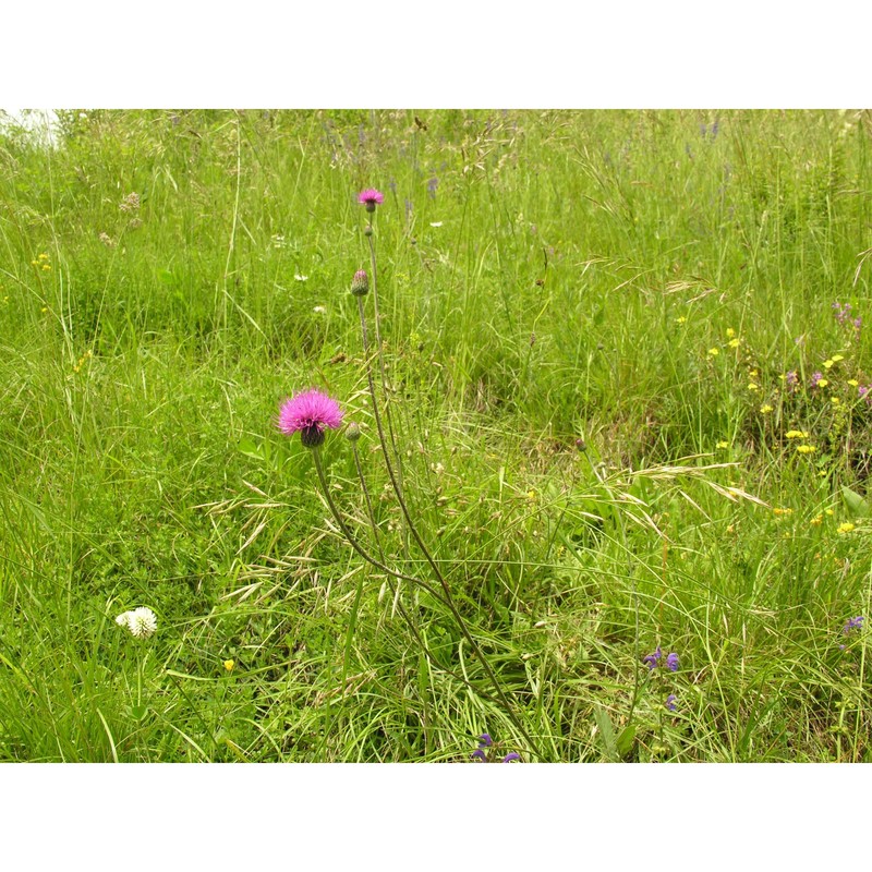 cirsium pannonicum (l. fil.) link