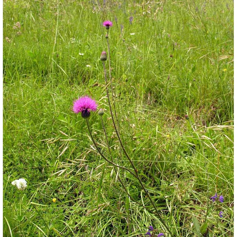 cirsium pannonicum (l. fil.) link